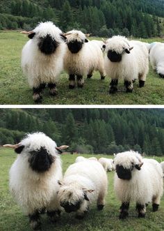 four white sheep standing on top of a lush green field