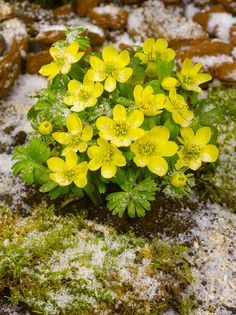 small yellow flowers growing out of the snow on rocks and mossy ground covered in snow