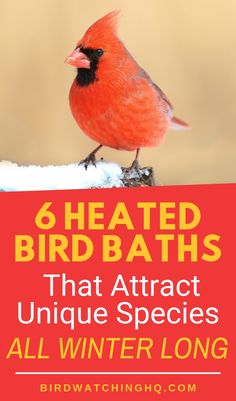 a red bird sitting on top of a snow covered branch with text overlay reading 6 heated birds that attract unique species all winter long