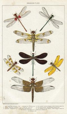 a group of dragonflys sitting on top of each other in different colors and sizes