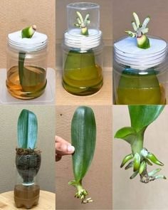 four pictures of different stages of flower budding in vases with water and dirt