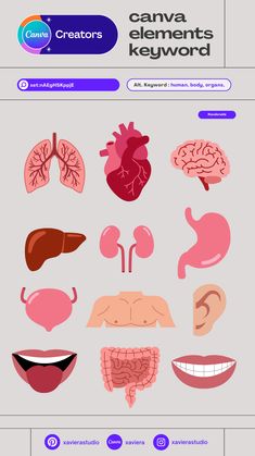 Canva element keyword for simple human body o Organs Illustration, Canva Keywords, Human Body Organs, Collection Illustration