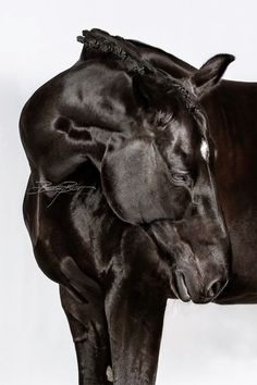 a large black cow with its head on the back of it's calf, against a white background