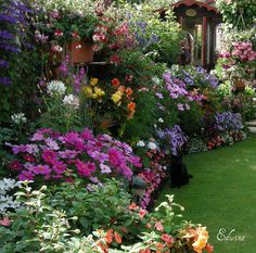 a garden filled with lots of colorful flowers