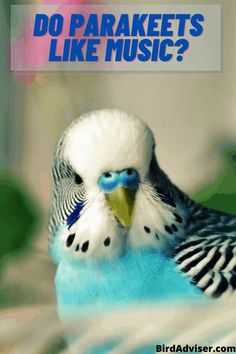 a blue and white parakeet with the words do parakeets like music?