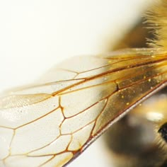 a close up view of a yellow and black insect