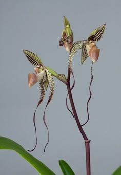 two orchids that are sitting on a plant with long, thin stems in front of a gray background