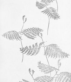 a drawing of some plants on a white background