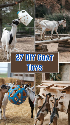 Goats interacting with a colorful DIY toys made from recycled materials! Goat Pins Diy, Diy Goat Shelter Winter, Enrichment For Goats, Diy Goat Toys Easy, Goat Structures Play Areas, Hobby Farm Ideas Diy Projects, Goat Entertainment Ideas, Goat Toys Playground Diy