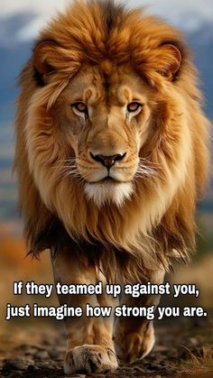 a lion walking down a dirt road with the caption if they tamed up against you, just imagine how strong you are