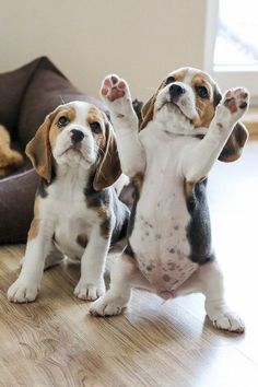 two puppies standing on their hind legs in front of the camera and one is holding its paws up