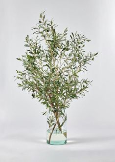 Faux Olive Leaf Branches in Glass Vase Arrangement at Afloral Olive Branch Arrangement, Faux Olive Branches, Home Flower Arrangements, Vase With Branches, Tall Glass Vase, Artificial Branches, Faux Olive Tree, Olive Branches, Herb Pots