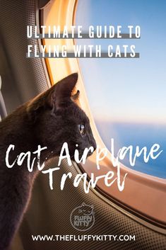 a cat looking out an airplane window with the words ultimate guide to flying with cats