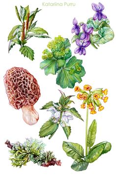 watercolor painting of different plants and flowers