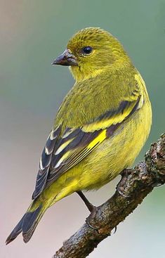 a yellow bird sitting on top of a tree branch