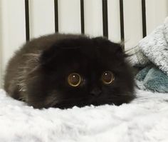 a black cat laying on top of a bed next to a stuffed animal