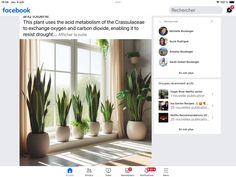 a screen shot of a facebook page with potted plants in front of a window