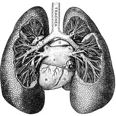 the lungs are shown in black and white, as well as an illustration of what they look like