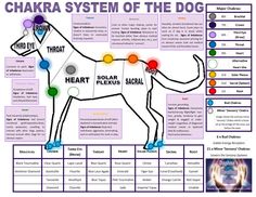 Pet Healing, Reiki Practice, Bliss Bar, Animal Intelligence, Learn Reiki, Animal Communication, Reiki Symbols