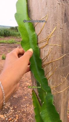 a person holding onto a green leaf on top of a wooden pole in the dirt