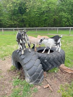 three goats are standing on top of an old tire