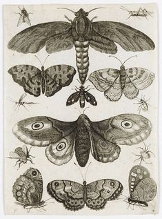 moths and other insects are shown in this drawing