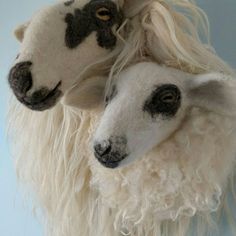 two white sheep with black spots on their faces