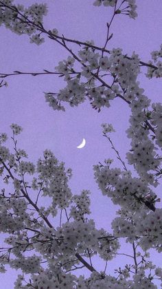 the moon is seen through some white flowers on a tree in front of a purple sky