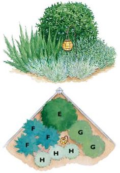 two different types of plants are shown in this diagram