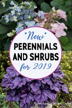 purple and white flowers with the words new perennials and shrubs for 2019 on top