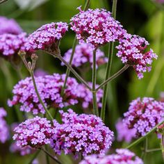 purple flowers are blooming in the garden