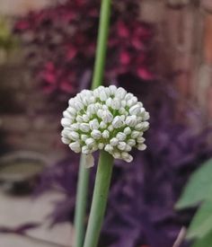 a close up of a white flower near some plants