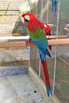 two red and green parrots sitting on top of a wooden perch in a cage