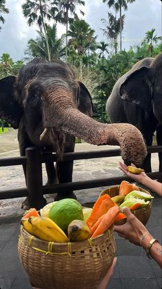 two elephants standing next to each other in front of a basket filled with fruit