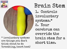 Brain stem playdough brain model Body Science, Human Body Science, Brain Puzzles, Stem Crafts, Brain Stem, Making Connections