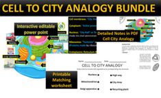 cell to city analogy bundle