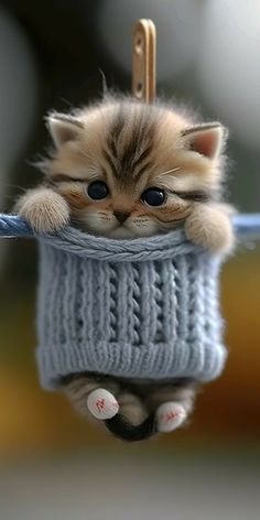 a small kitten in a sweater hanging from a clothes line with caption that reads,