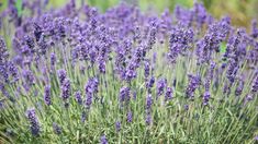 lavender flowers are blooming in the field