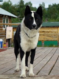 a black and white dog standing on top of a wooden deck