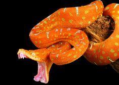 an orange and yellow snake with it's mouth open on top of a branch