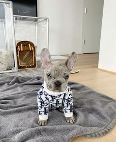 a small dog sitting on top of a bed wearing a blue and white sweater,