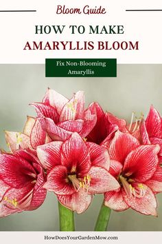 how to make amaryllis bloom Amaryllis Care, Amaryllis Plant, Amaryllis Flower, Wave Petunias, Holiday Flowers, Garden Flowers Perennials, Amaryllis Flowers, Flower Pot Design, Amaryllis Bulbs