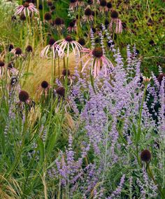 purple flowers and grasses in a garden