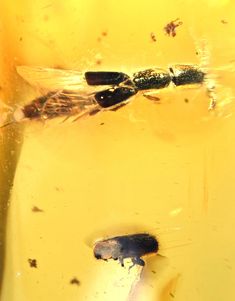 two flies sitting on top of a yellow liquid