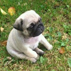 a small pug dog sitting on the grass