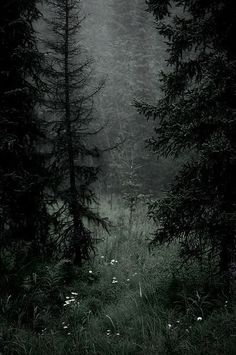 a dark forest filled with lots of tall trees