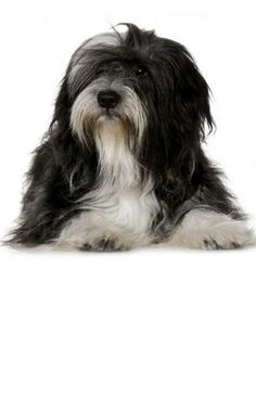 a black and white dog laying down with its head turned to the side, looking at the camera