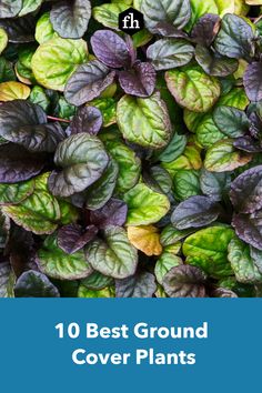 the top 10 best ground cover plants