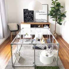 a glass house with a dog in it's bed on the floor next to a potted plant