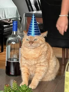 an orange cat wearing a blue party hat